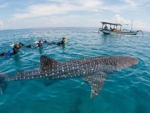 paket wisata sumbawa